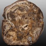 image of petrified wood