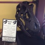 image of Doug True's T-Rex Skull model