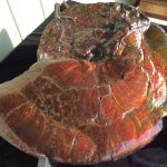 image of an ammonite shell