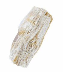 image of petrified wood